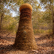 Cycas pectinata - , (thingsai)