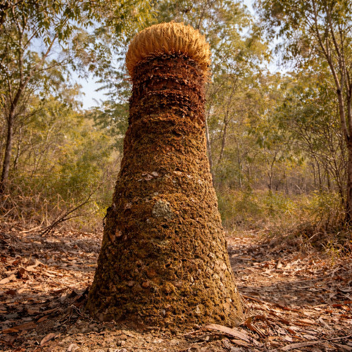 Cycas pectinata - , (thingsai)