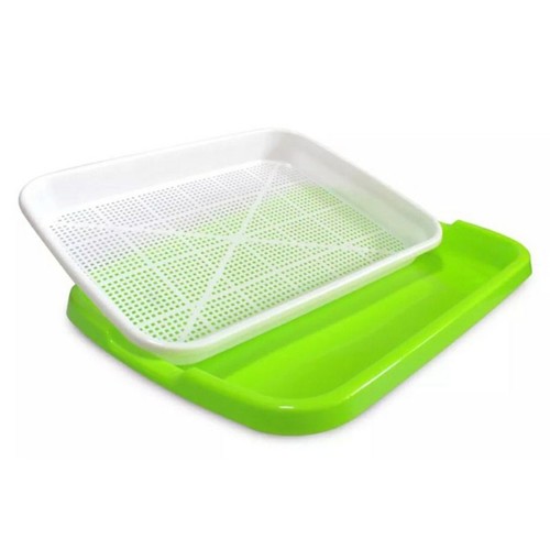 Blanc plante germination - blanc,