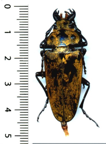 Trictenotomidae trictenotoma - trictenotomidae,
