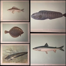 5 grandes planches anciennes