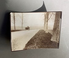 PHOTO  Paysage Calèche Voiture à cheval  Allée d'arbres Route