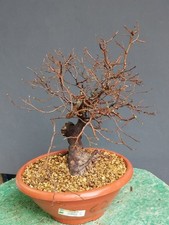 Bonsaï orme champêtre 40 x 14 cm plante articulée livraison gratuite...