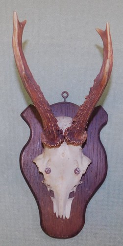 Ancien trophee chasse - ancien,