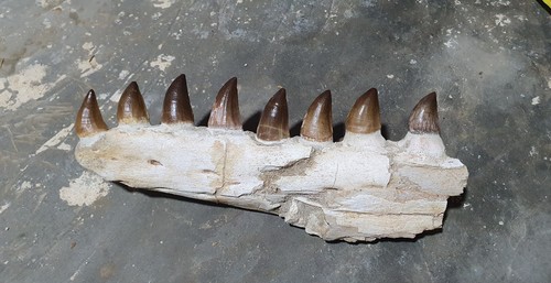 Fossil mosasaur jaw - jaw, teeth