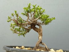 Bonsaï thym 12 cm - thym, x