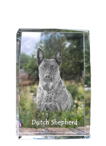 Hollandais chien berger - hollandais,