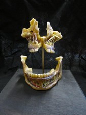 modèle anatomique machoire écorché  cabinet de curiosité  en cire taxidermy wax 
