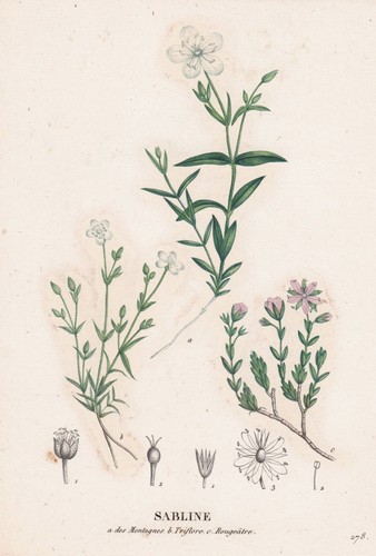 Fleur sabline arenaria montana - sabline,