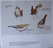 Beau Tunnicliffe Oiseau