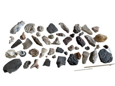 48 fossiles et coquillages