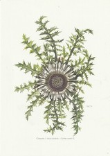 Planche 160 Histoire Naturelle