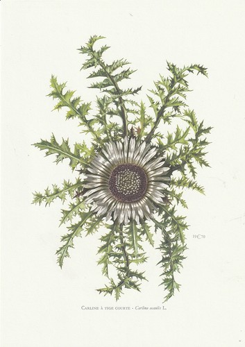 Planche 160 histoire naturelle - planche,