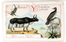 Image chromo chicorée Williot