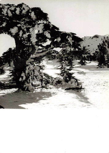 Ancienne carte photographie - carte,
