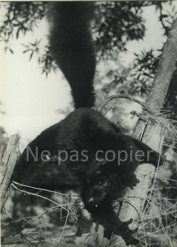 Nossi lémurien lokobé - nossi-be,