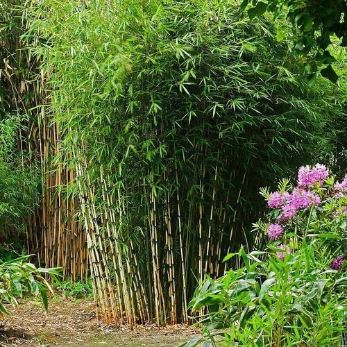 Bambou non traçant fargesia - bambou, (
