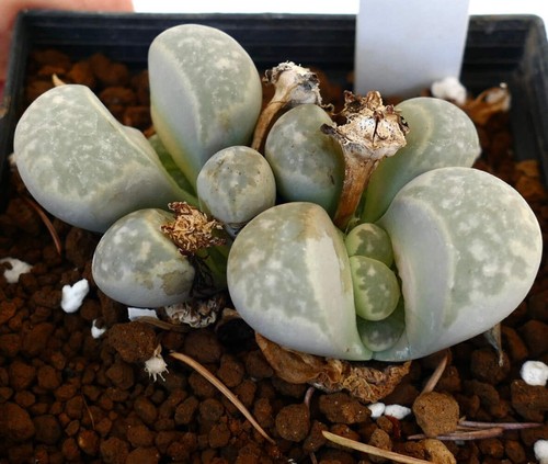 Lithops herrei c237 seeds - herrei,