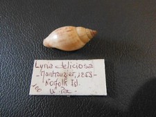 lyria deliciosa - norfolk isl-