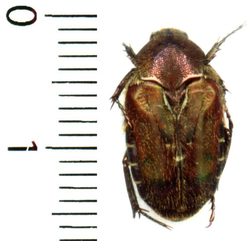 Cetoniidae taeniodera - cetoniidae,