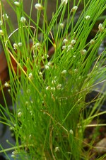 lot=5 pieds de "SOUCHET penché Nain " plante aquatique de bassin-bordure -pot 