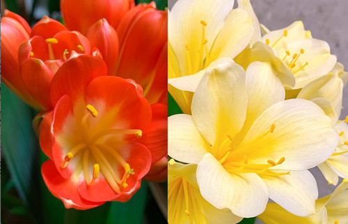 Clivia monk mg23 seedlings - clivia, x