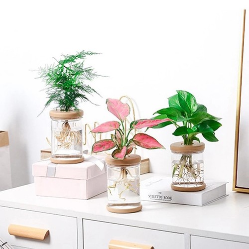 Pot plante hydroponique - plante,