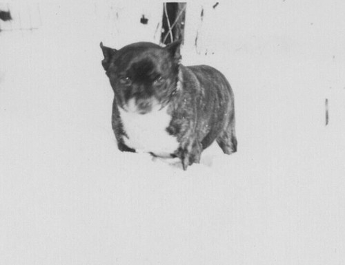 Adorable boston terrier - adorable,