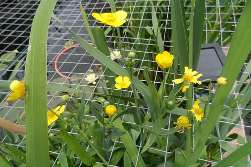 Plants ranunculus linga - 7,