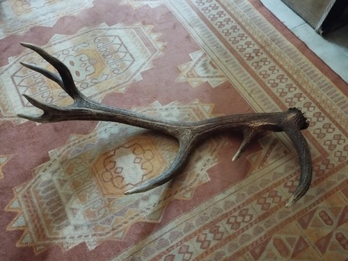Superbe bois mue cerf - bois,