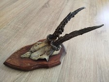 ancien vrai crâne avec