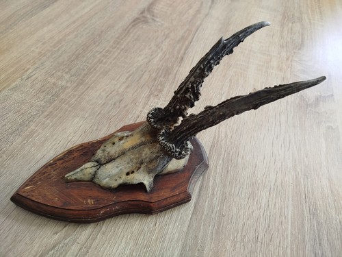 Ancien vrai crâne avec - vrai,