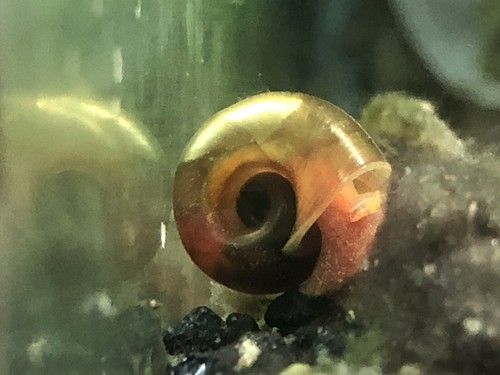 Escargots aquarium bassin - aquarium,,