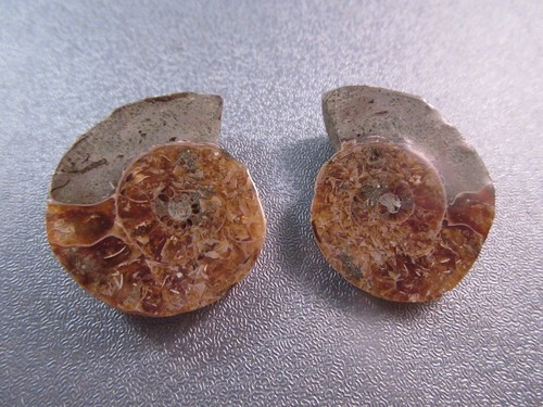 Pair madagascar ammonite - of,