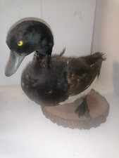 Oiseau naturalisé : Fuligule morillon mâle (Aythya fuligula)