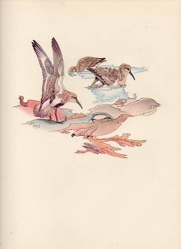 1937 oiseau imprimé - oiseau,