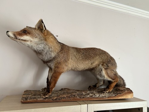 Renard naturalisé - naturalisé,