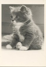 POSTCARD / CP / EDITIONS ADMIRA & ANDERS SVAHN / TOP / / CAT CHAT