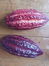 Cabosse de Cacao - Theobroma