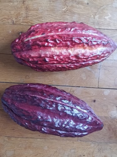 Cabosse cacao theobroma - -,