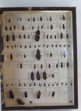 Collection d'Insectes en boîte