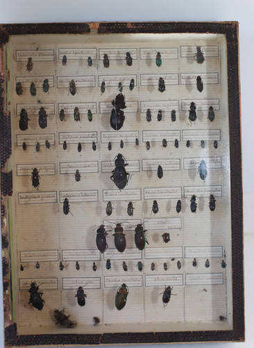 Collection insectes en - collection,