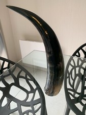 superbe corne de vache