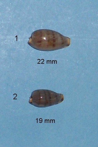 Cypraea rabaulensis - cypraea,