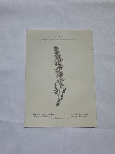 Gravure botanique planche - botanique,