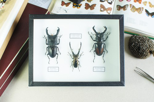 Véritables insectes trio de - :,