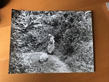 BRIGITTE BARDOT   - "VIVA