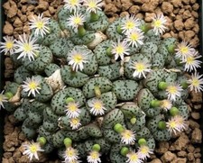 5 graines de CONOPHYTUM OBCORDELLUM BUTTON PLANT SEEDS  SAMEN