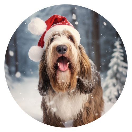 Xxl grand basset griffon - basset,