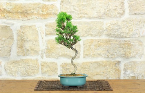 Bonsaï pin noir - bonsaï,